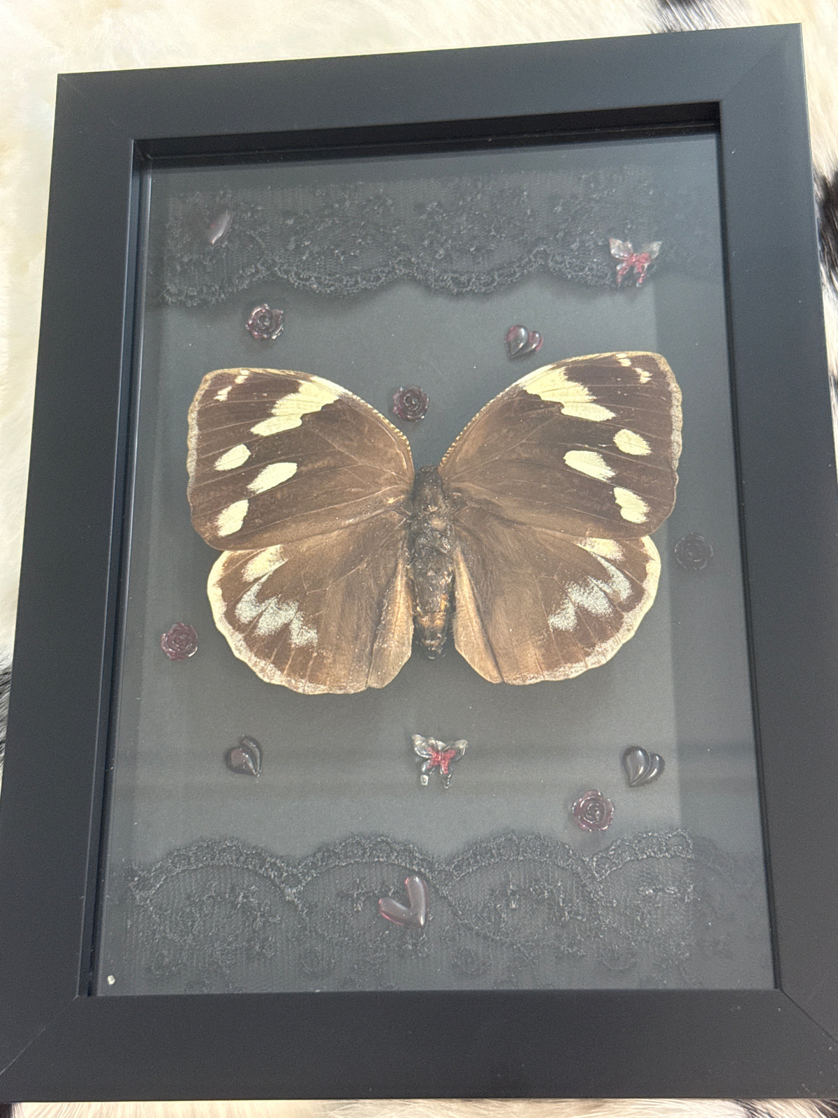 Dynastor Darius Butterfly in a Frame
