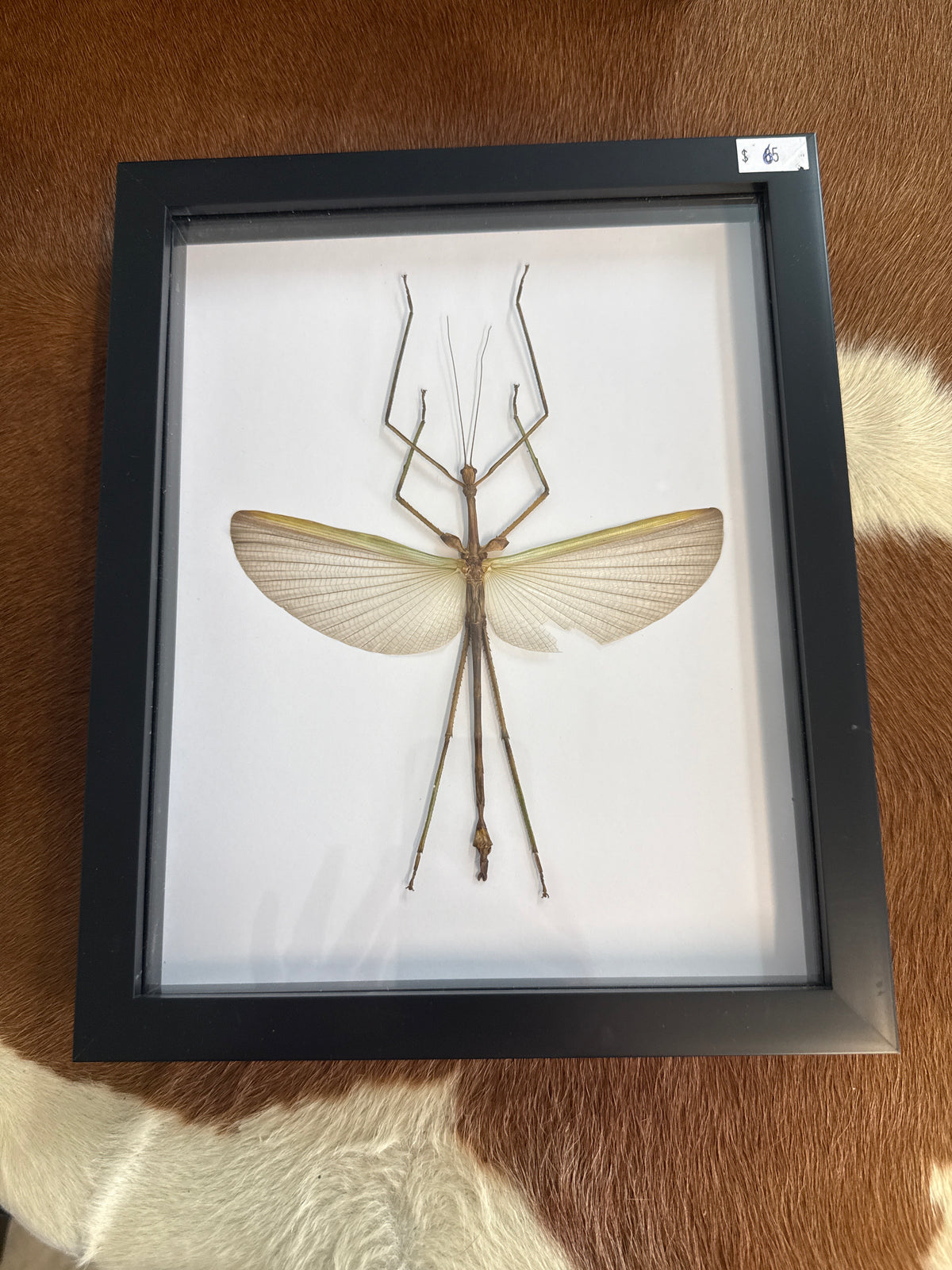 Pharnacia sumatrana Stick Insect Frame A2