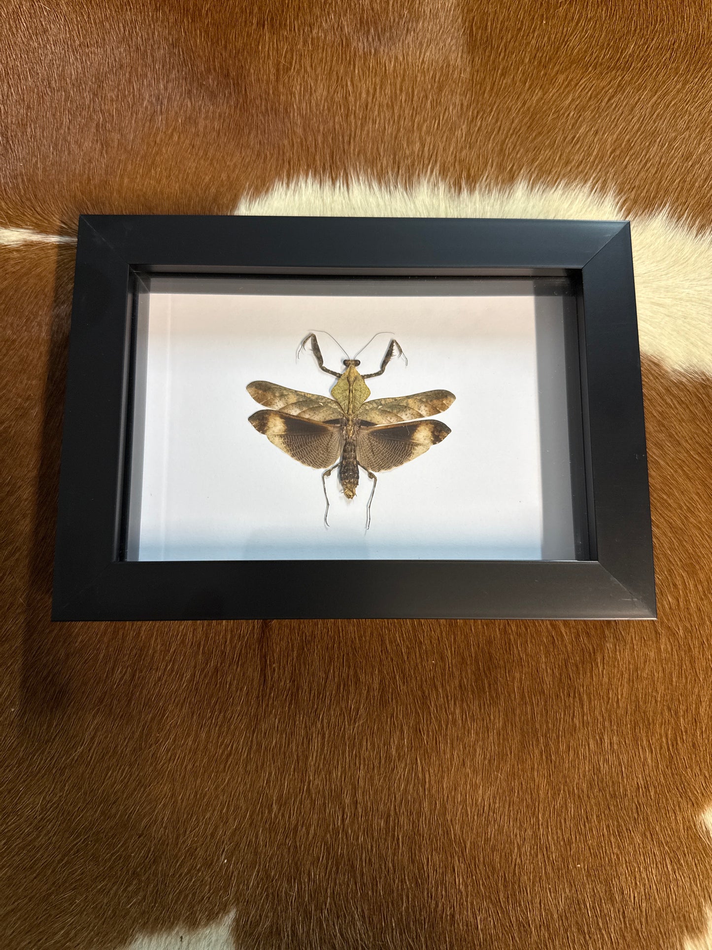 Deroplatys lobata Mantis in a Frame