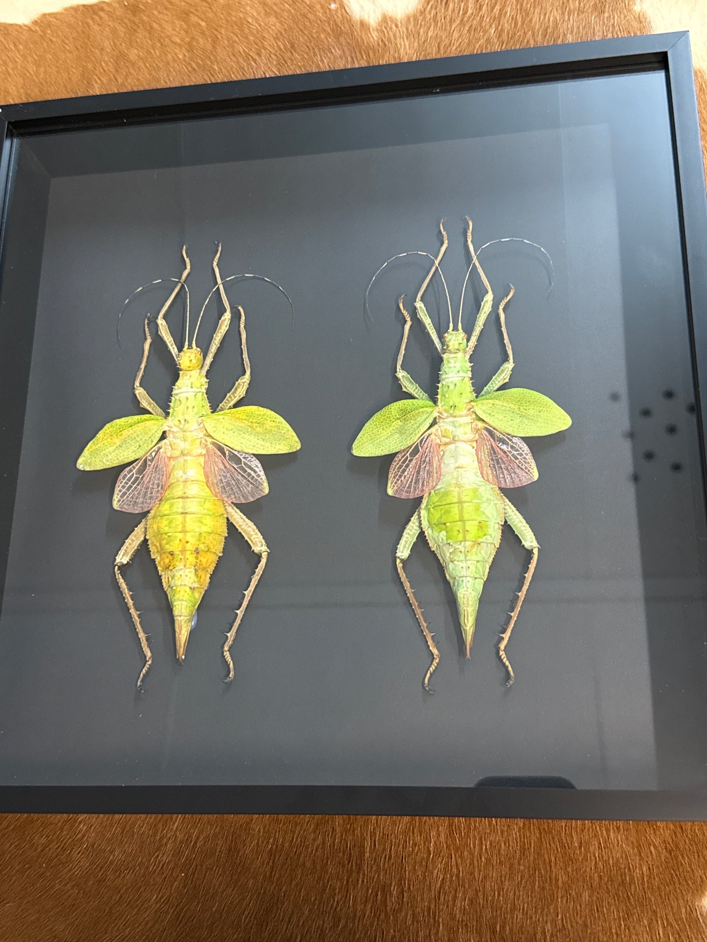 Heteropteryx Dilatata Duo in a frame