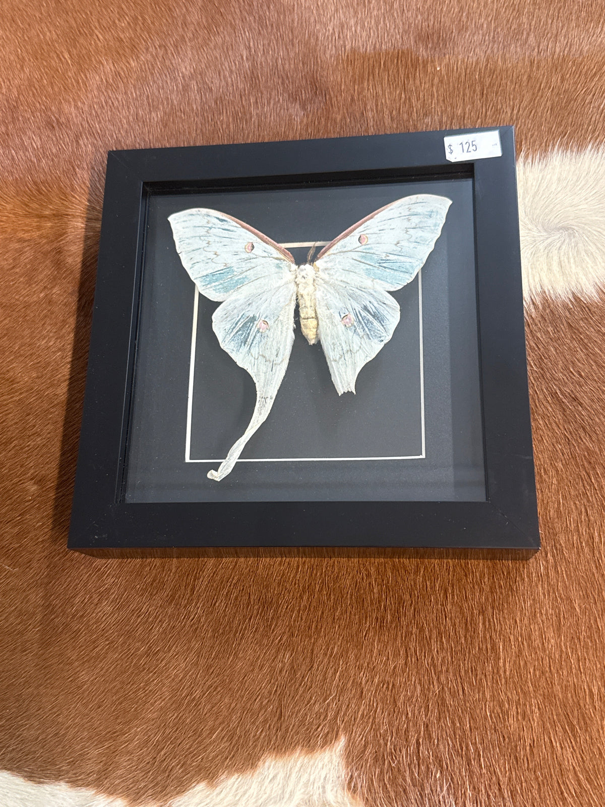 Luna Moth in a Frame