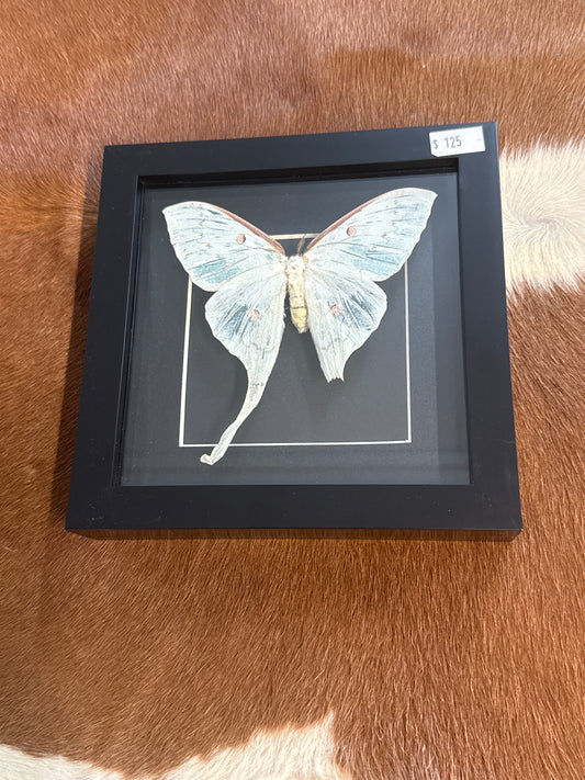 Luna Moth in a Frame