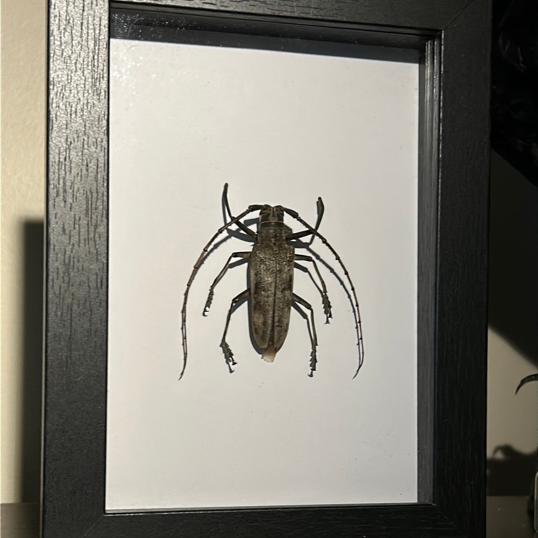 Batocera beetle in a frame