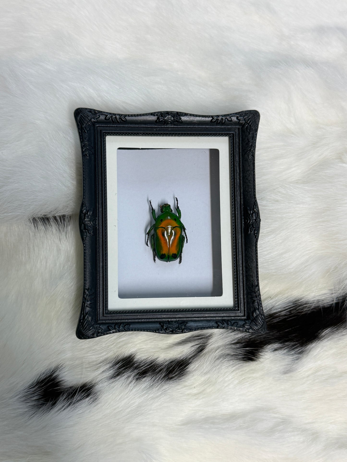 Bug Fridge Magnet Mini Frame - Pumpkin Cat Collectables