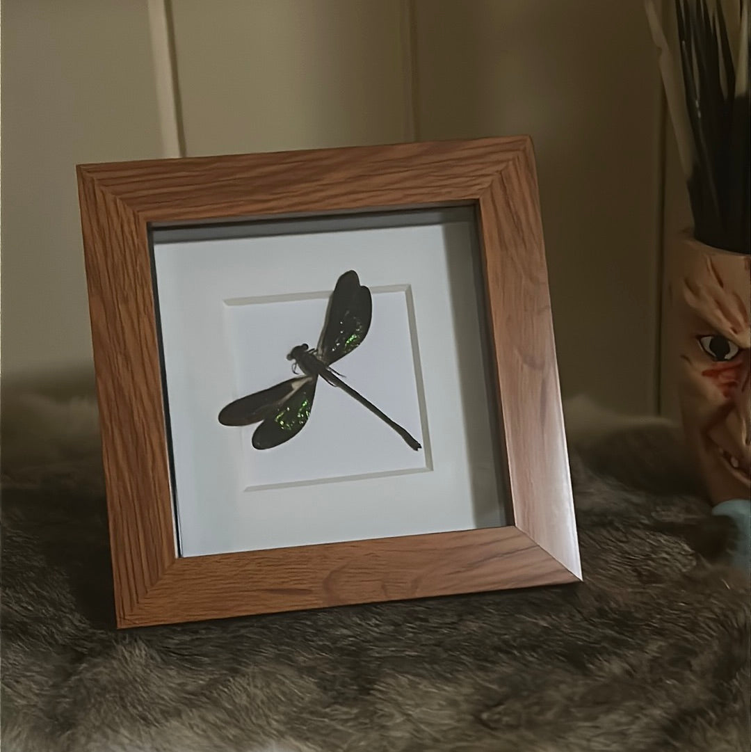Euphaea variegata Damselfly in a frame