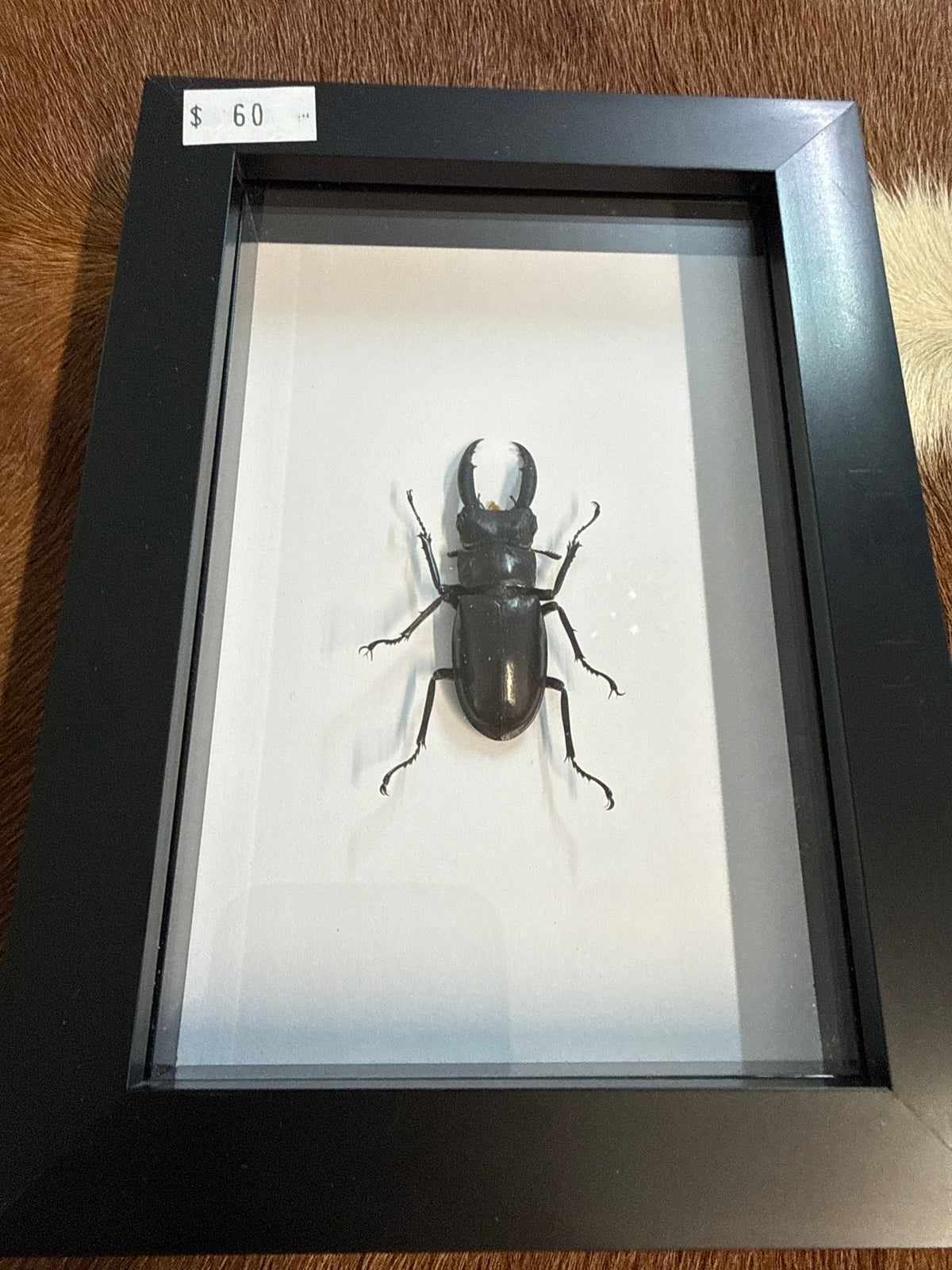Hexarthrius mandibularis sumatranus Beetle Frame