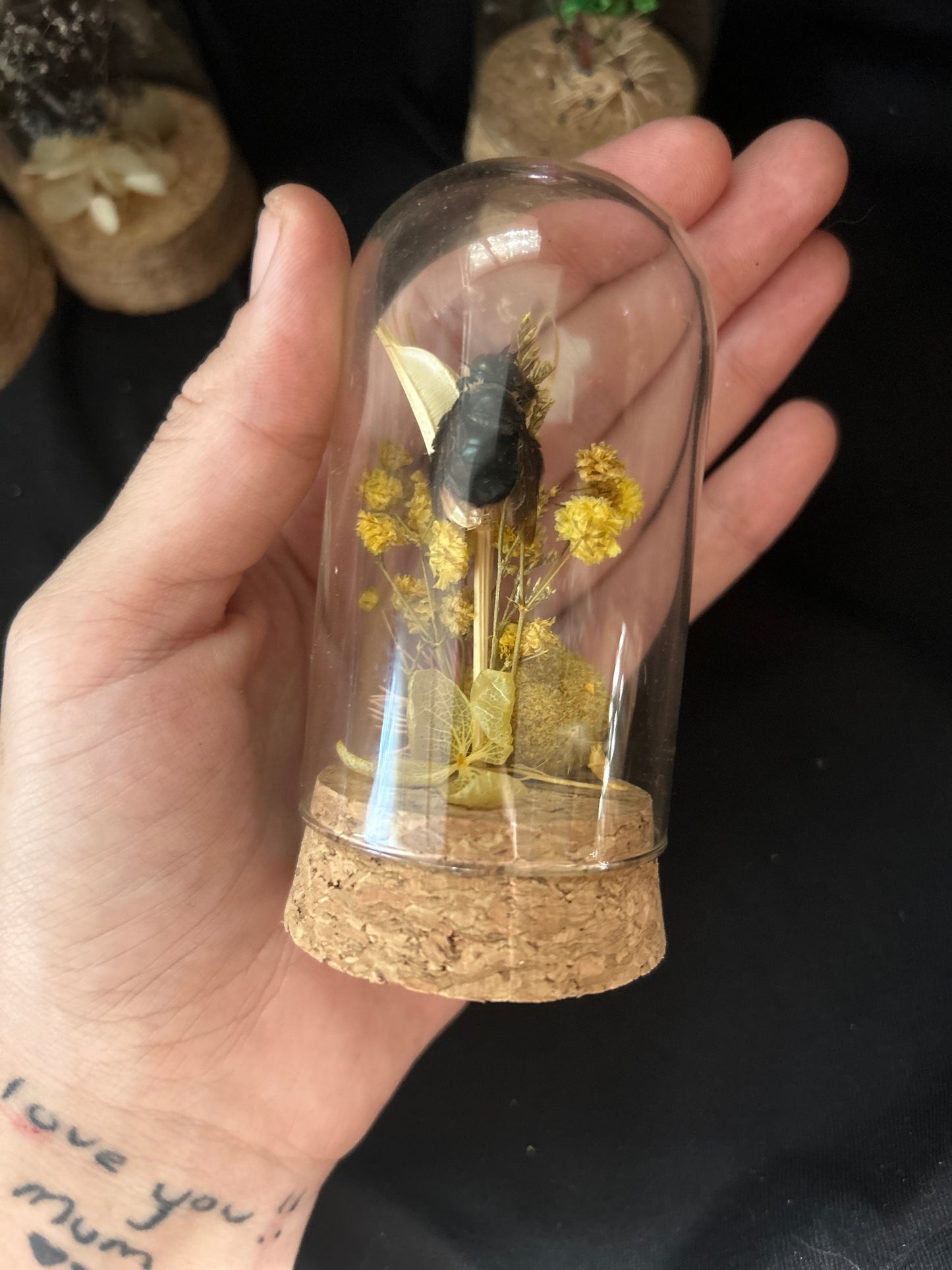 Mystery Mini Bee & Wasp Dome