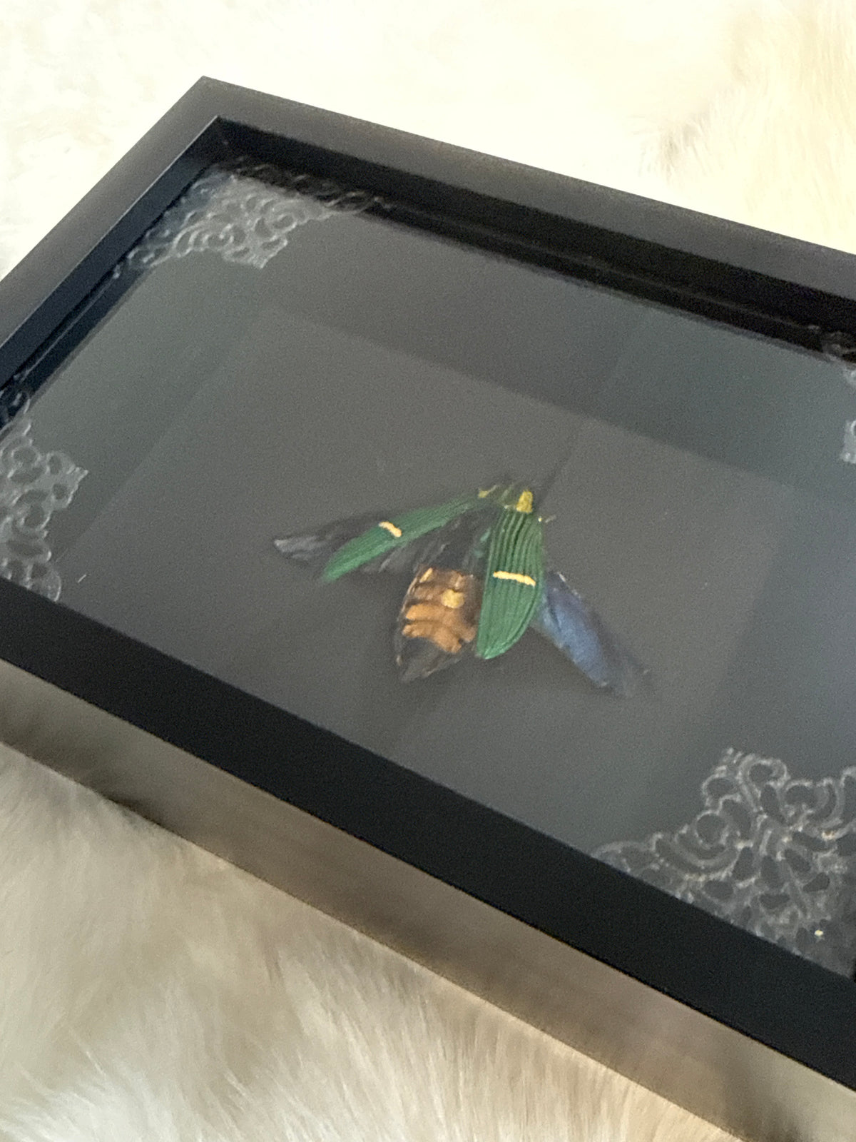 Catoxana Opulenta Beetle in a Frame