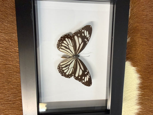 Butterfly frame - minor damage - Pumpkin Cat Collectables