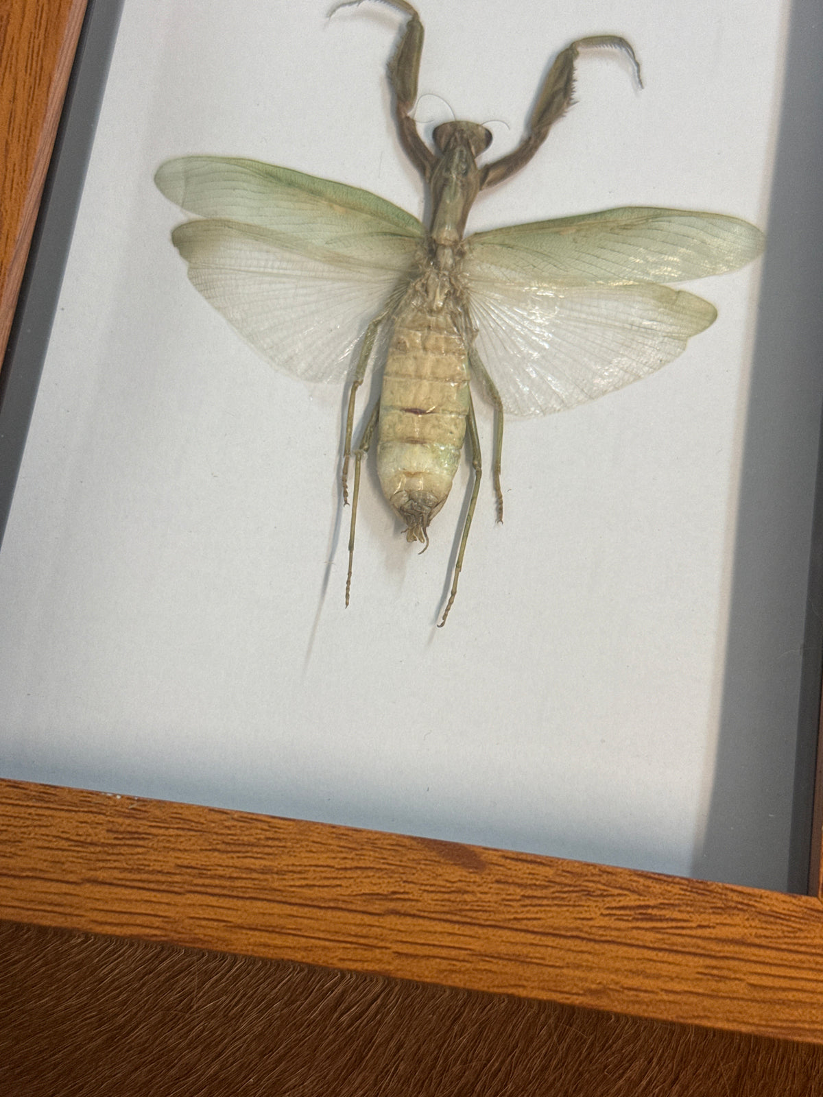 Praying Mantis Frame - A2
