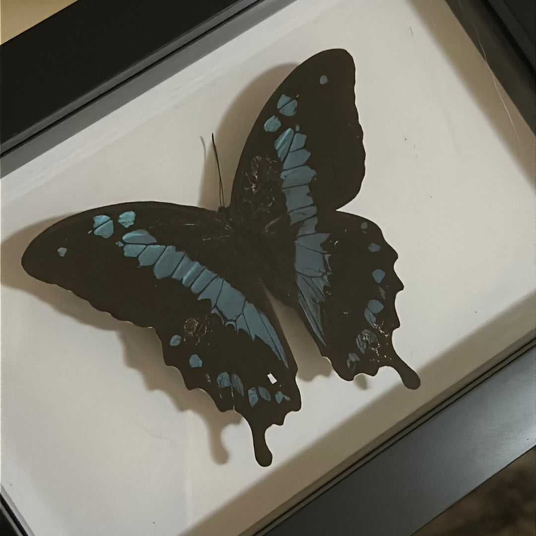 Papilio Hornimanni butterfly in a frame