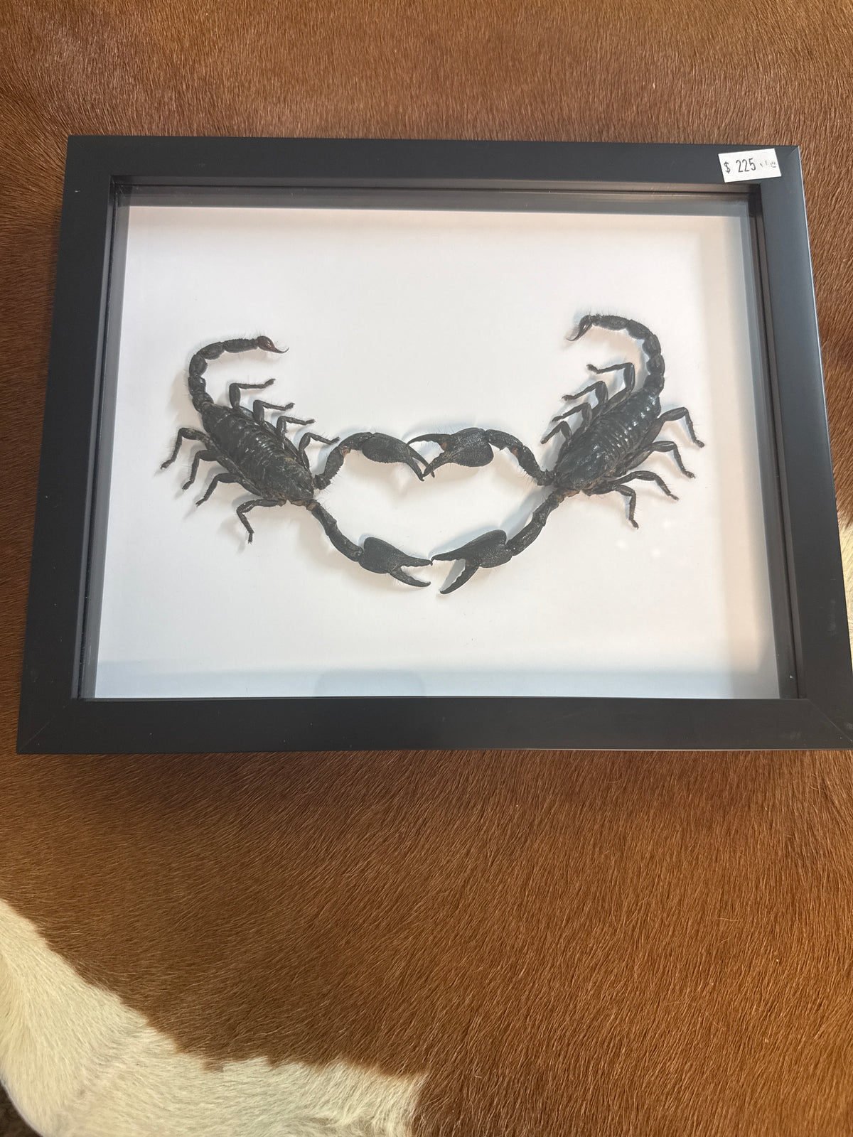 Giant Forest Scorpion Heart Frame