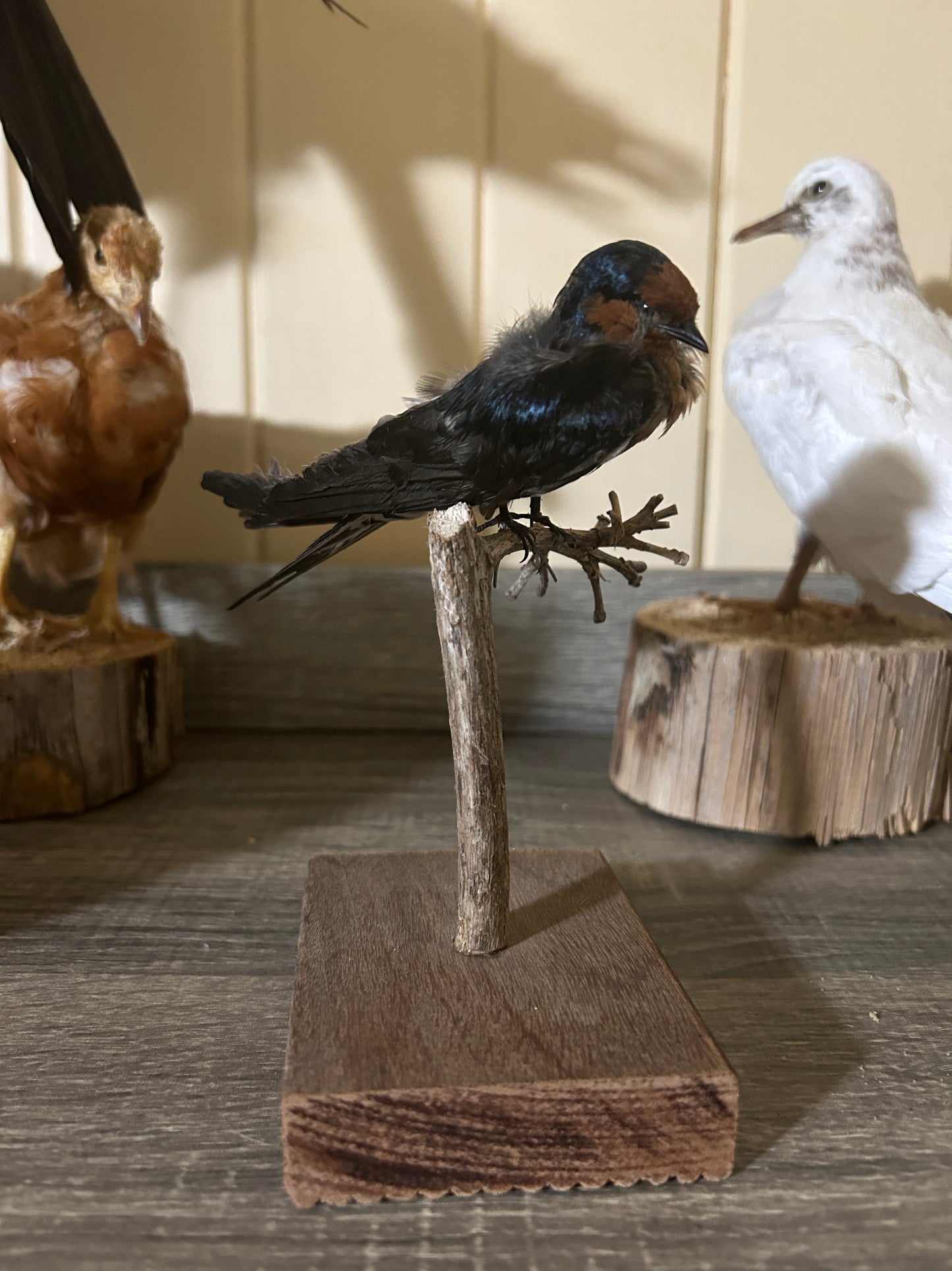 Small Finch Mount