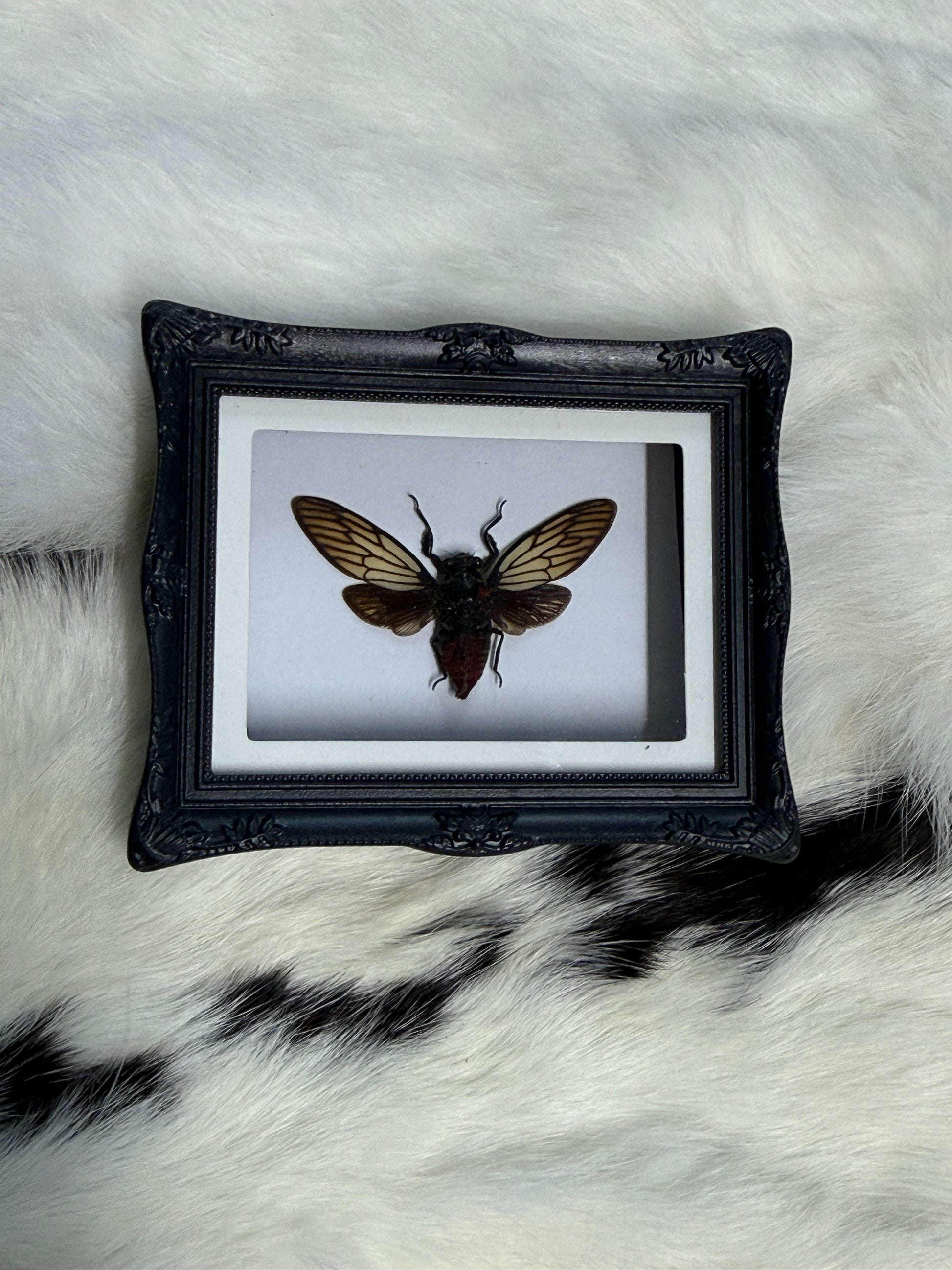 Bug Fridge Magnet Mini Frame - Pumpkin Cat Collectables