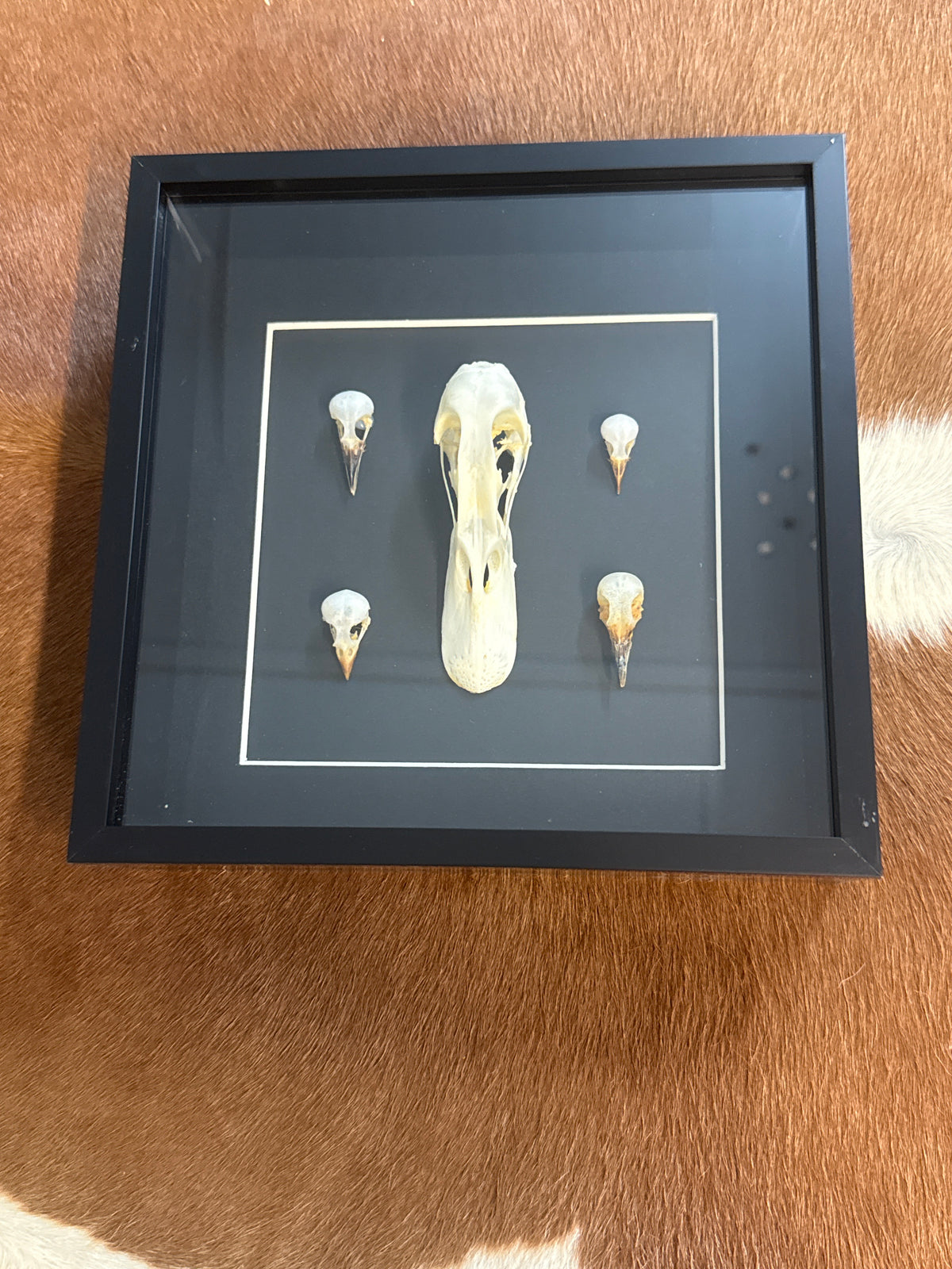 Bird Skulls in a Frame