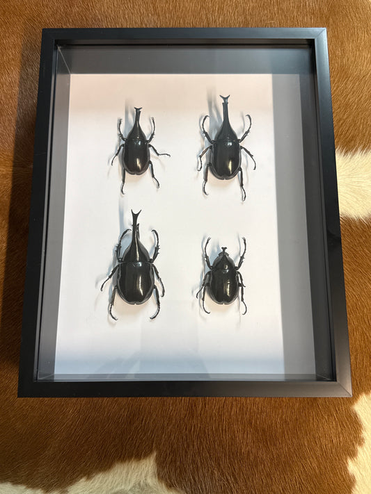 Rhino Beetle Party Frame