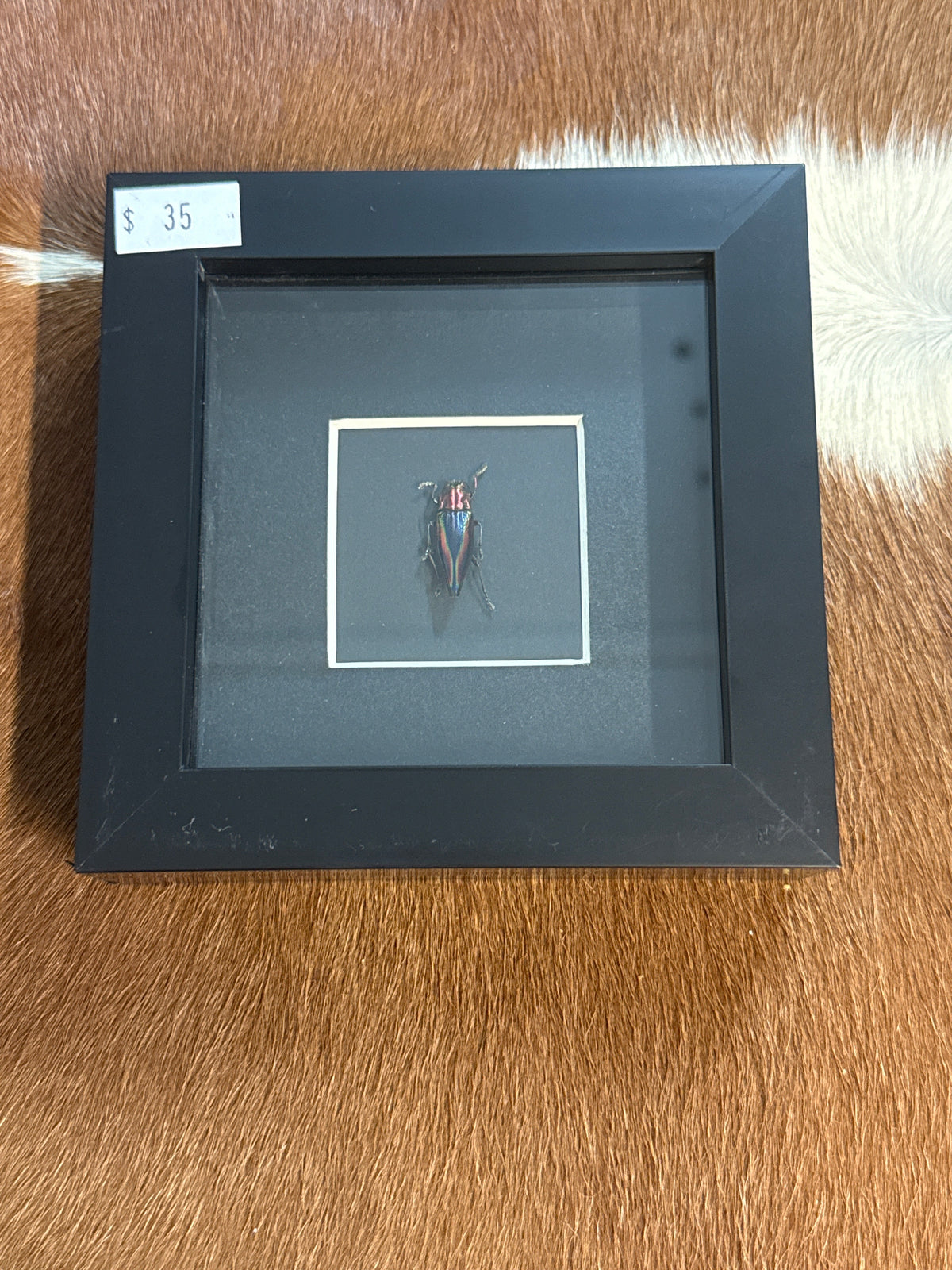Cyphogastra Javanica Jewel Beetle in a Frame