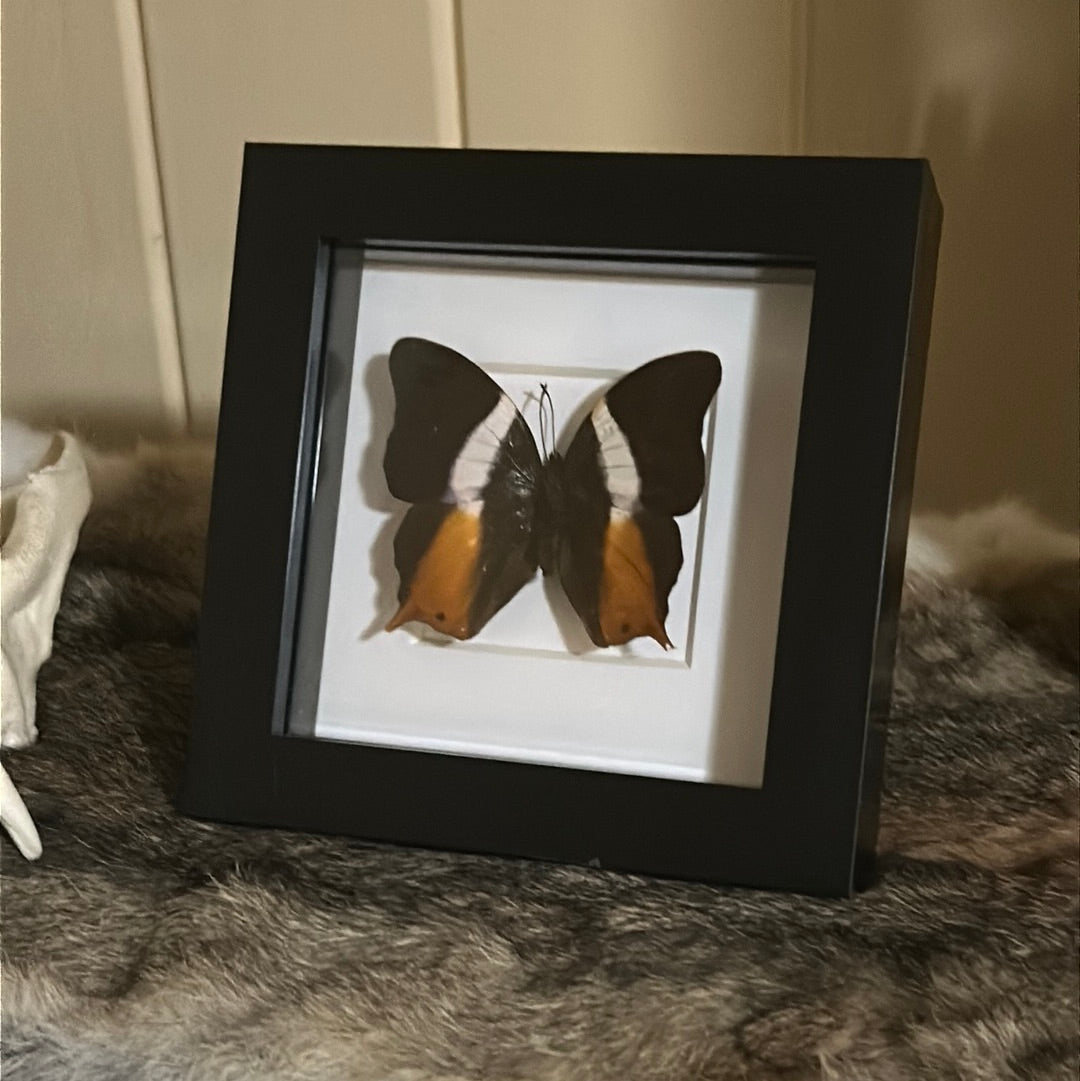 Palla ussheri Butterfly in a frame