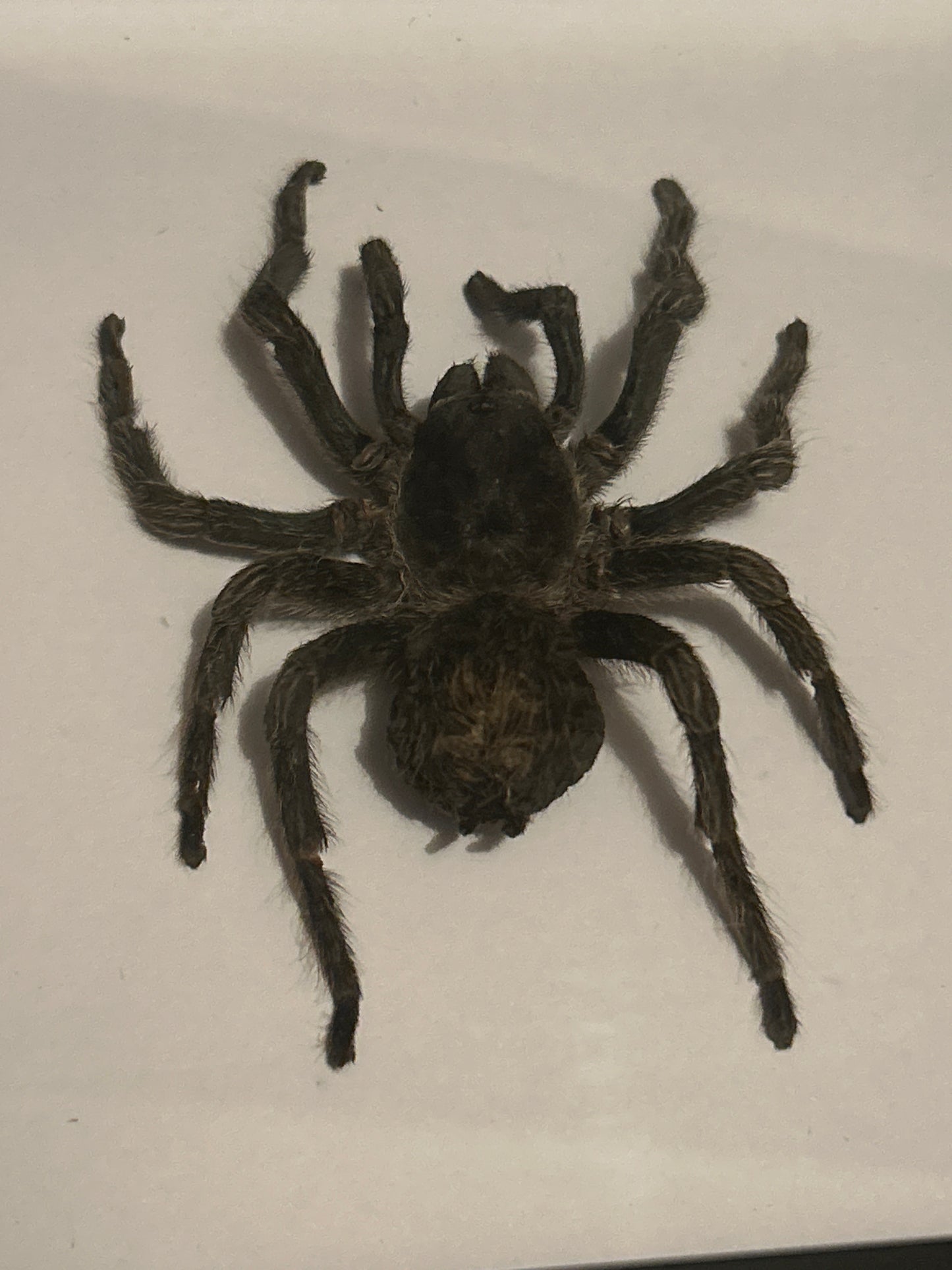 Hapalotremus carabaya Tarantula frame