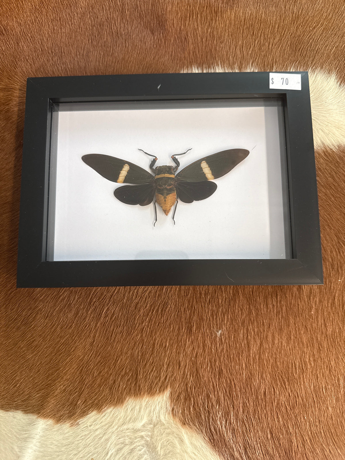 Cicada ssp in a Frame