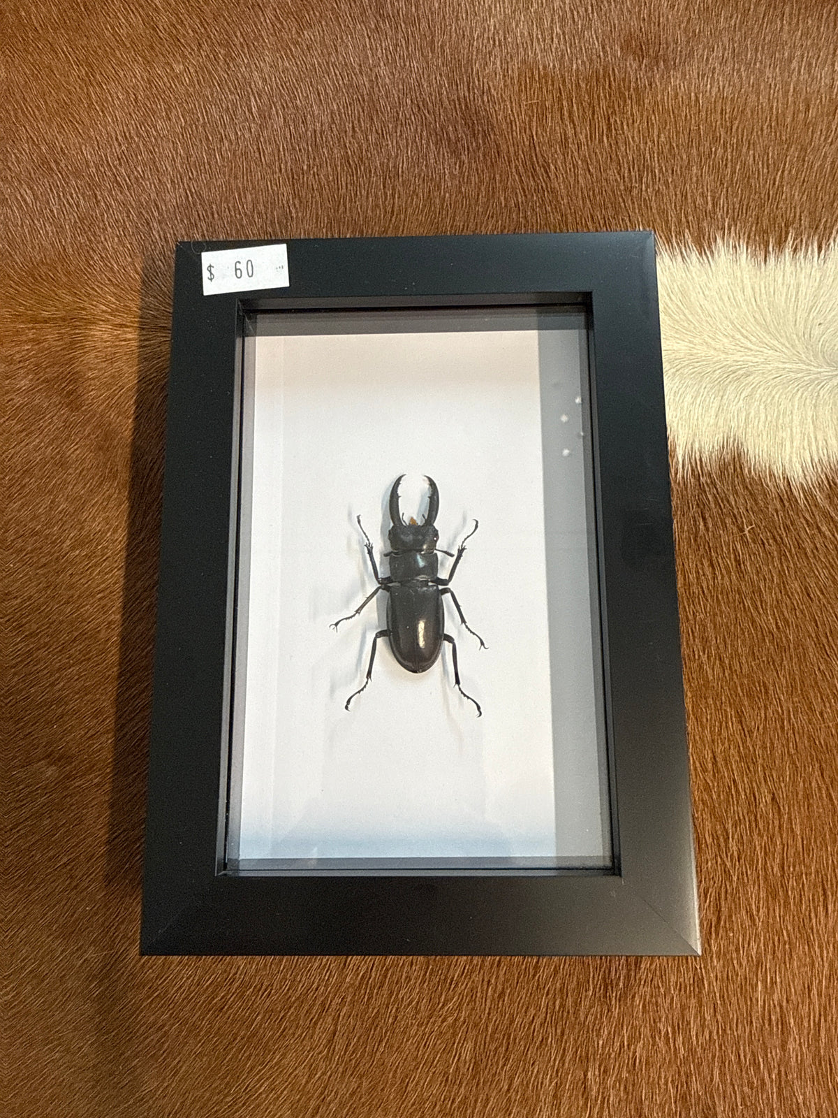 Hexarthrius mandibularis sumatranus Beetle Frame