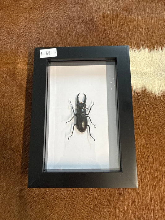 Hexarthrius mandibularis sumatranus Beetle Frame