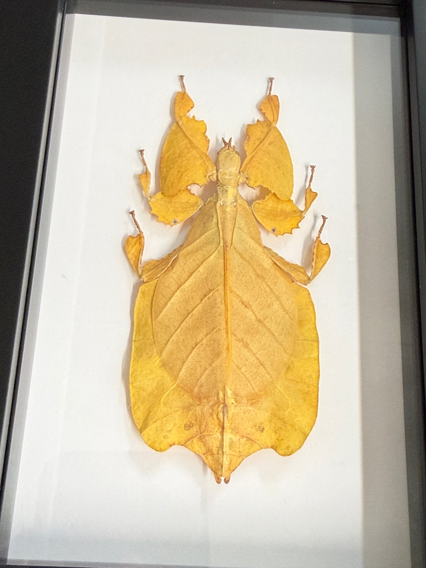 Phyllium pulchrifolium Leaf Insect Frame - Yellow Female RARE