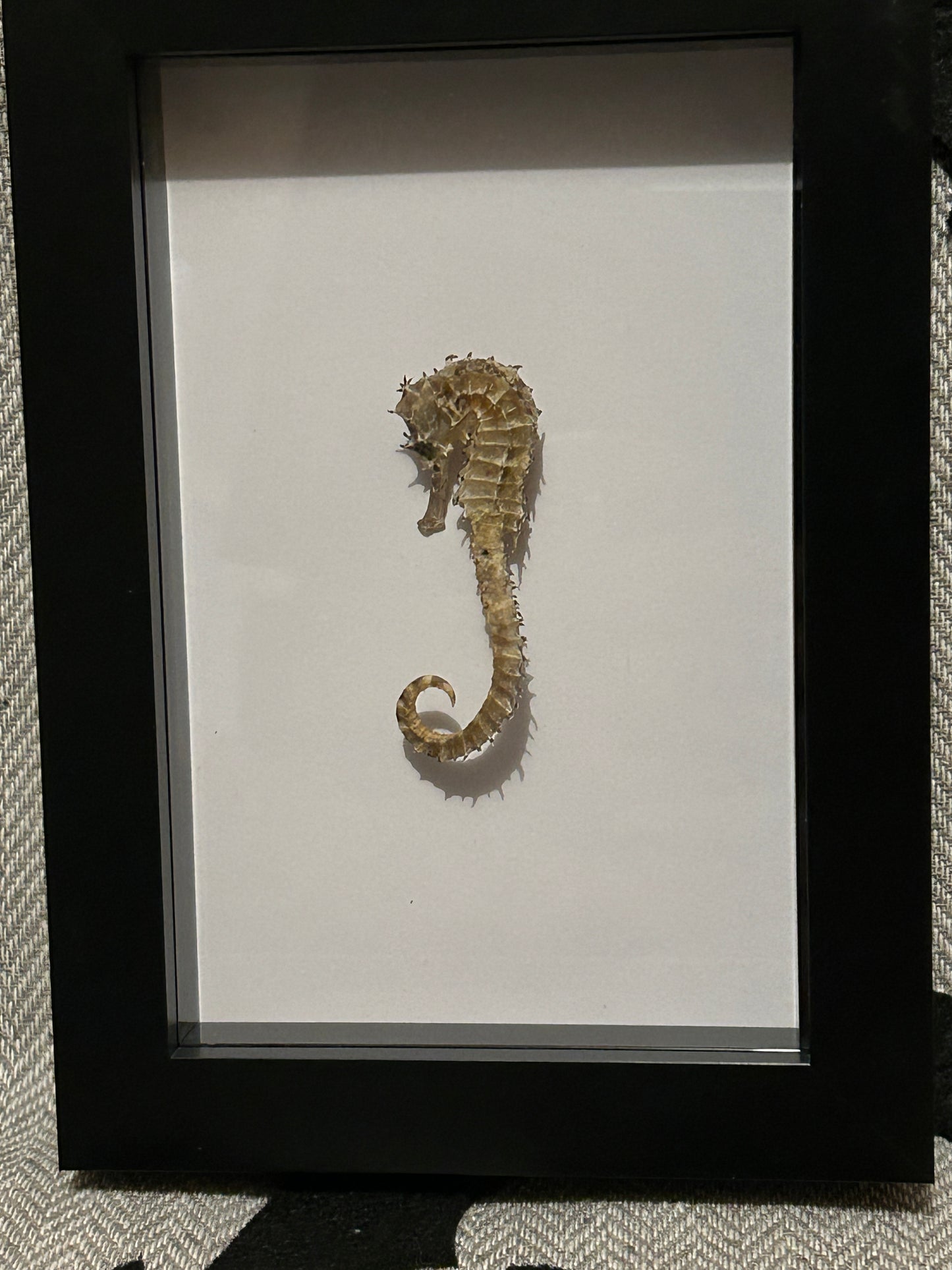 Seahorse in a Frame