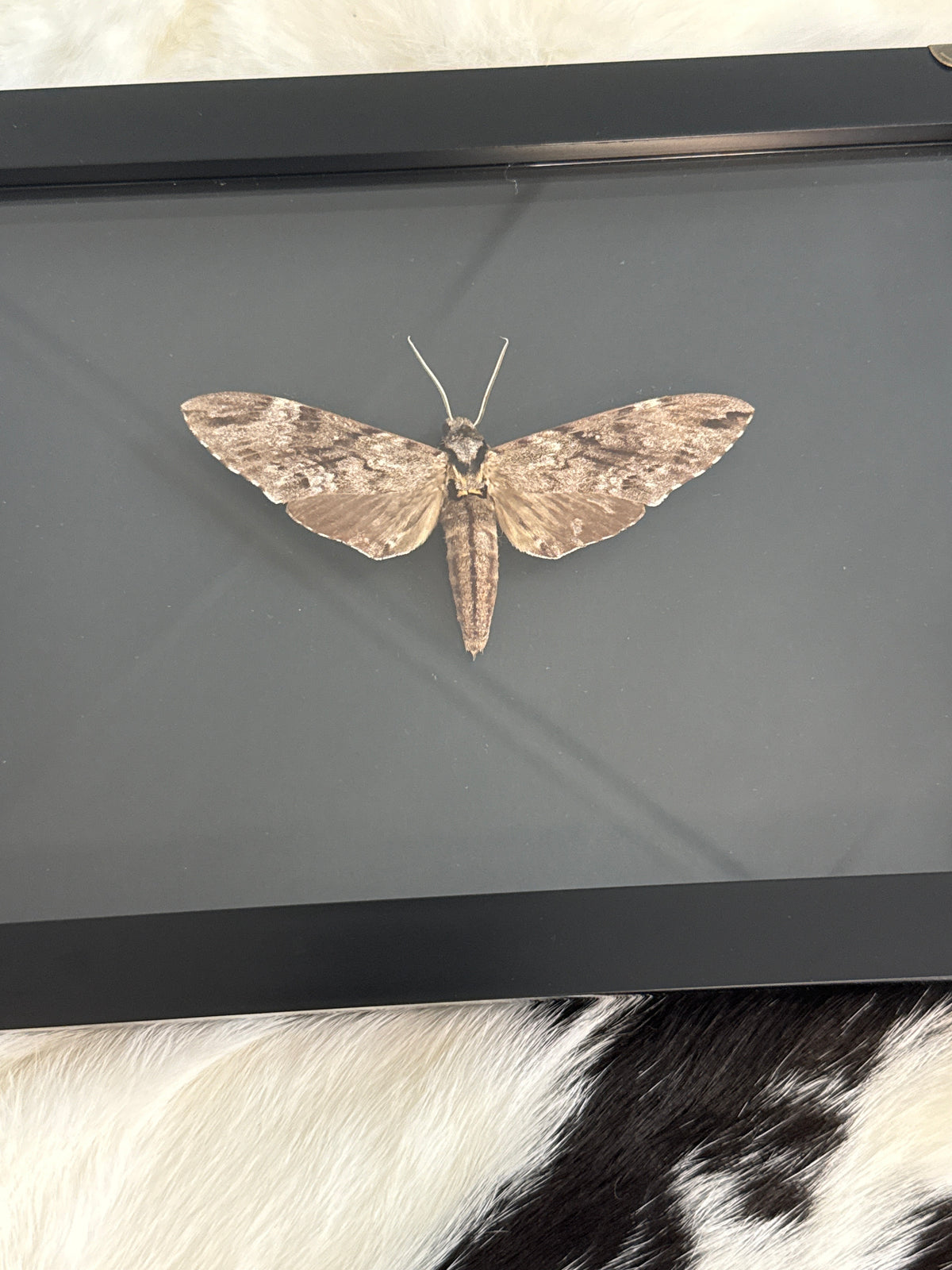 Plain Grey Hawkmoth in a Frame