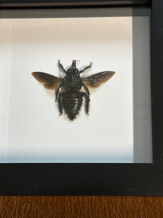 Xylocopa caerulea (male) Bee in a frame