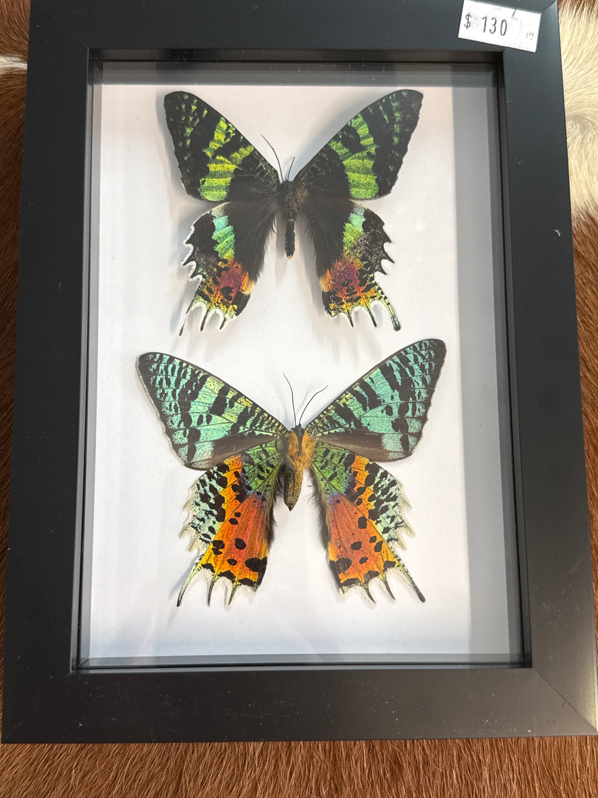 Madagascan Sunset Moth Duo (Urania ripheus) Frame