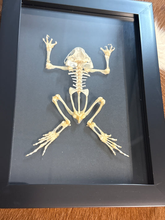 Toad Skeleton in a Frame