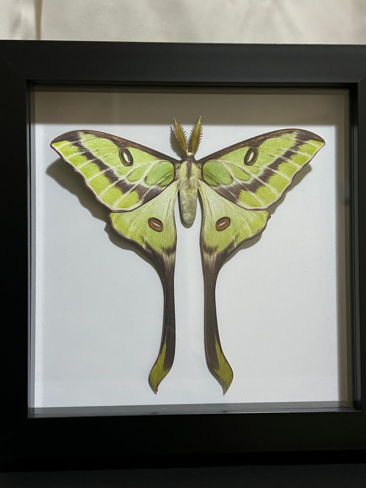 Replica Luna Moth (Argema besanti) Frame