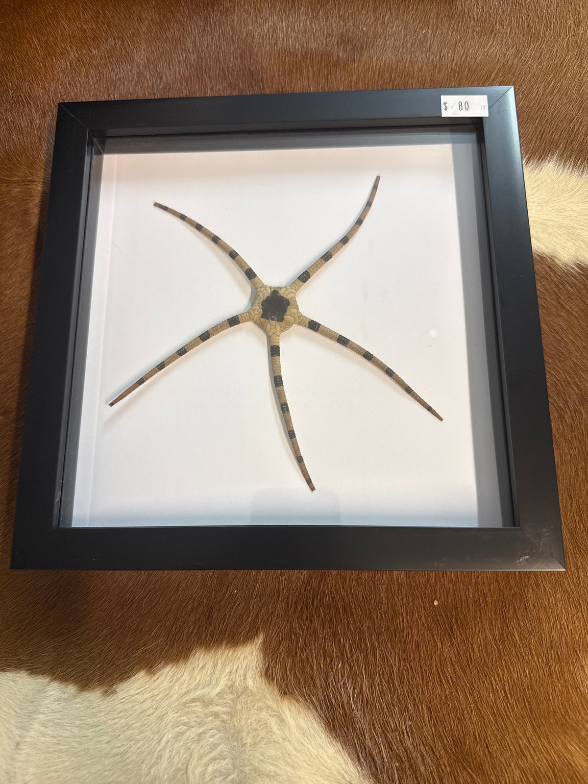 Brittle Starfish in a Frame