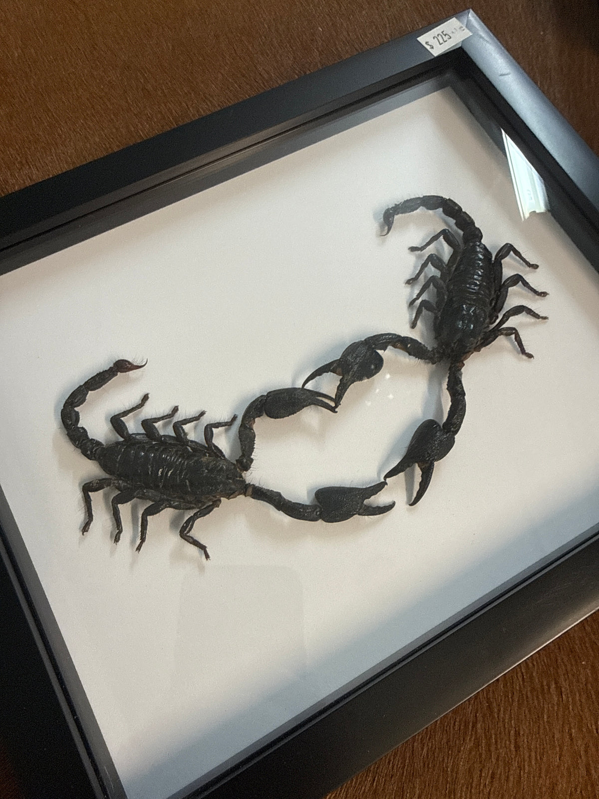Giant Forest Scorpion Heart Frame