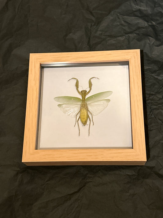 Praying Mantis in a Frame