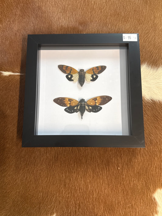 Gaeana festiva & Ambragaeana ambra Cicada Duo Frame