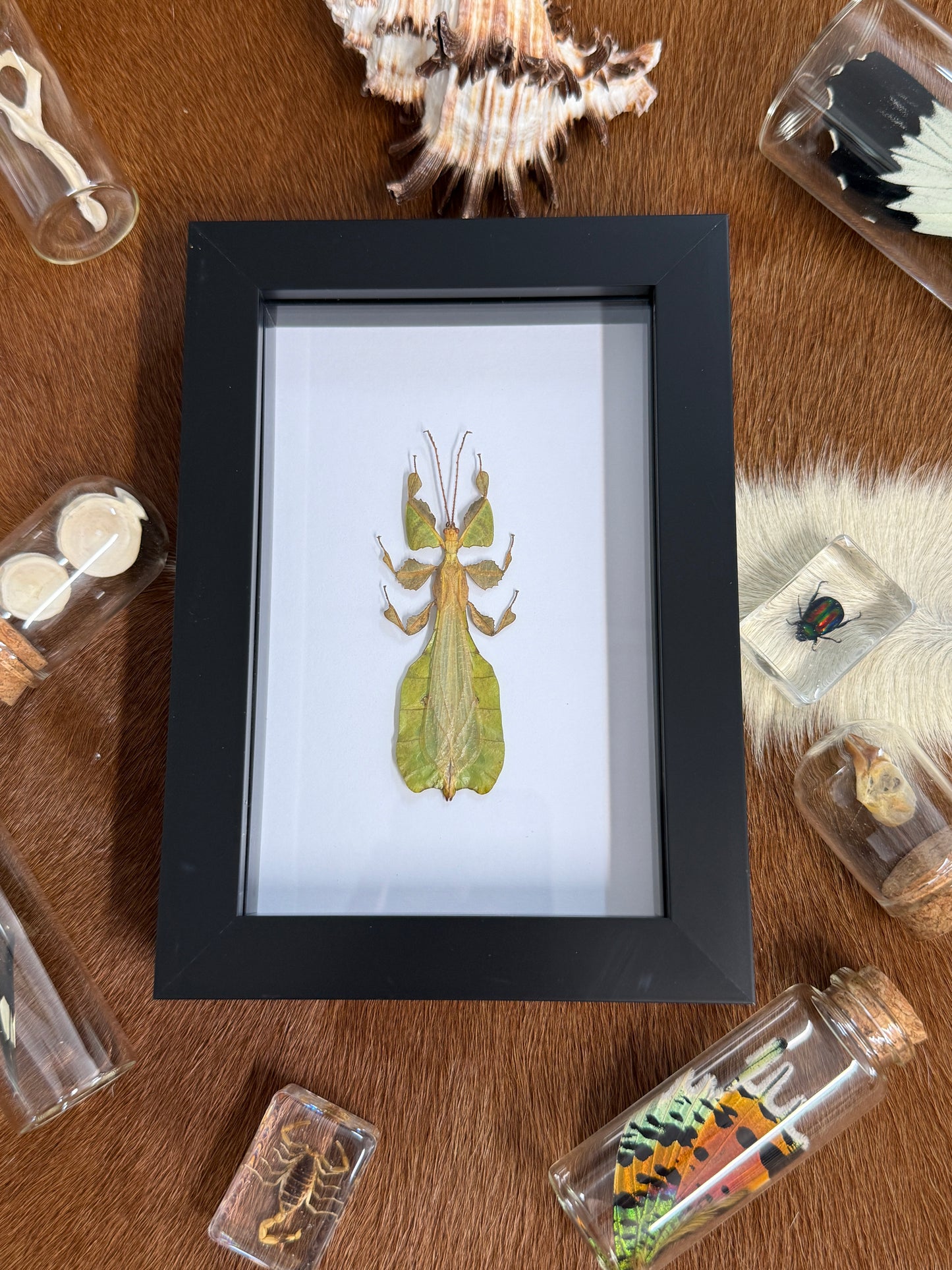 Phyllium pulchrifolium Leaf Insect Frame - Male