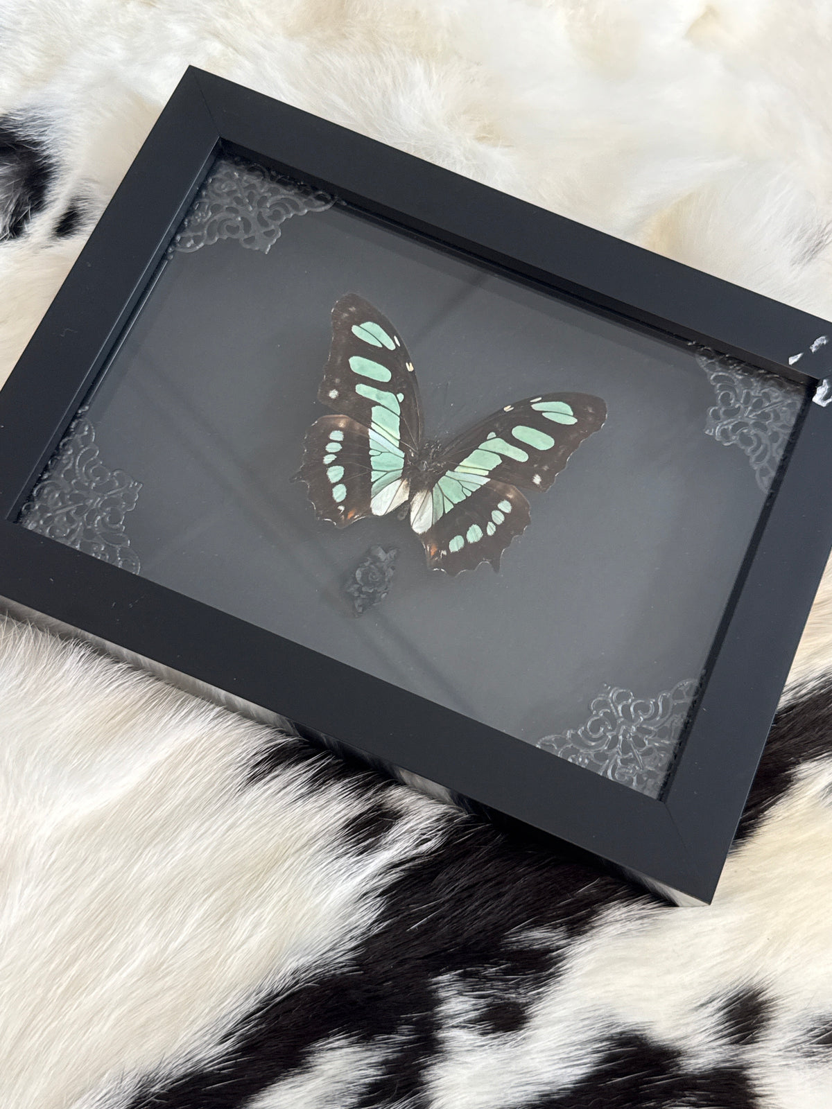 Siproeta Stelenes Butterfly in a Frame