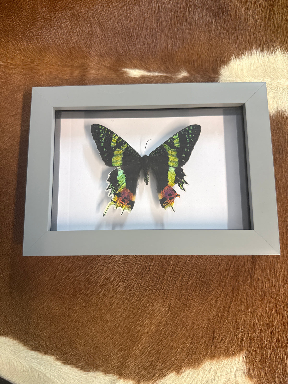Madagascan Sunset Moth Frame - A2