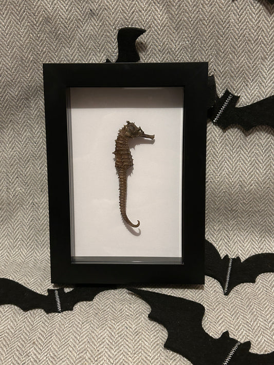 Seahorse in a Frame