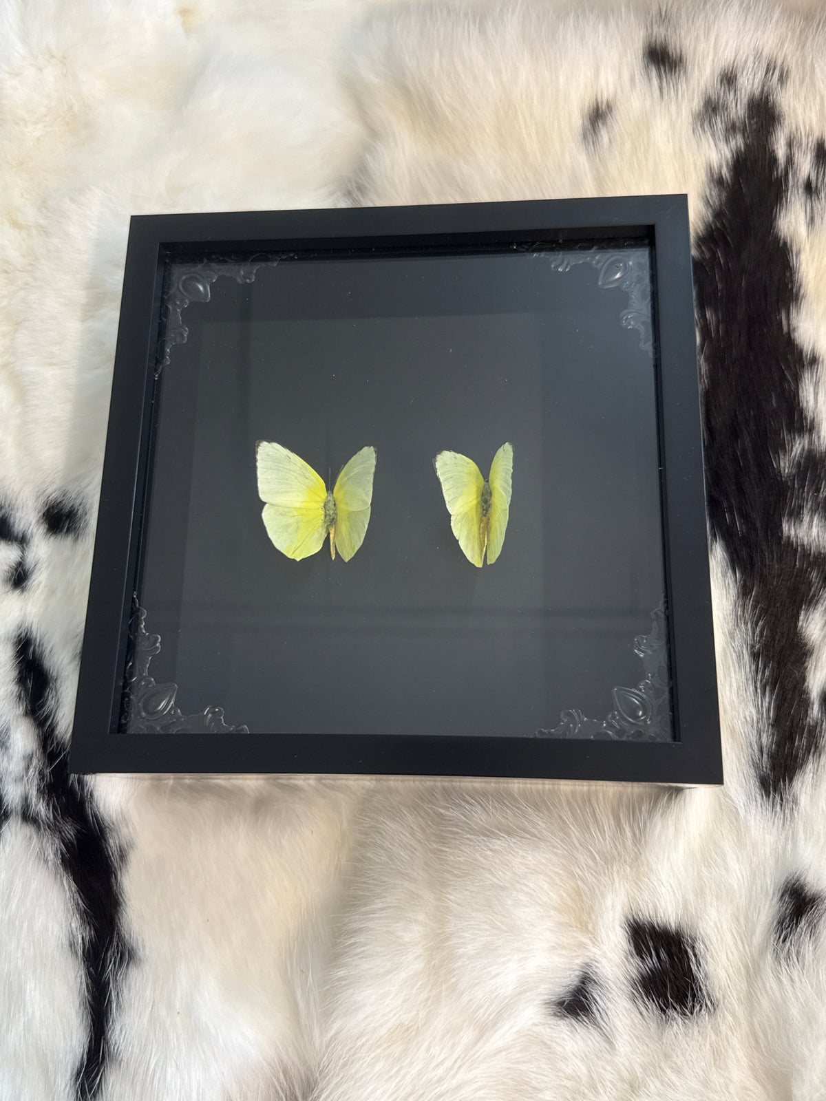 Yellow Migrant Butterflies in a Frame
