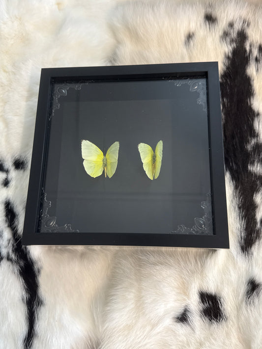 Yellow Migrant Butterflies in a Frame