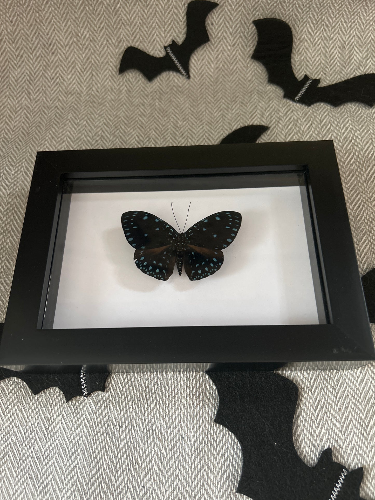 Hamadryas laodamia Butterfly Frame