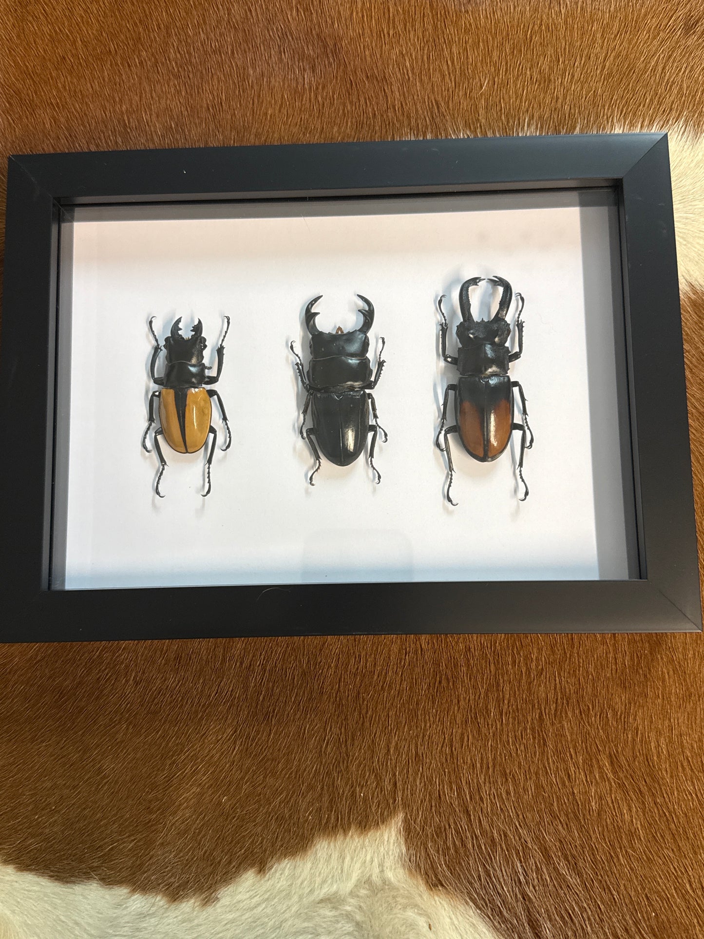 Pinchy Beetle Trio