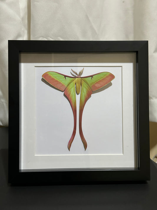 Replica Chinese Moon moth (Actias dubernardi) Frame