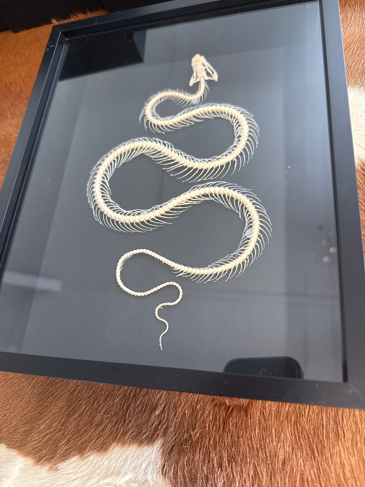 Trimeresurus albolabris Snake Skeleton Frame