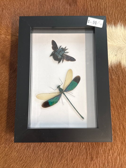 Carpenter Bee & Damselfly Duo Frame