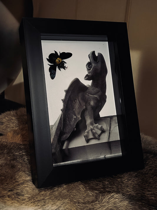 Carpenter Bee Gargoyle Frame