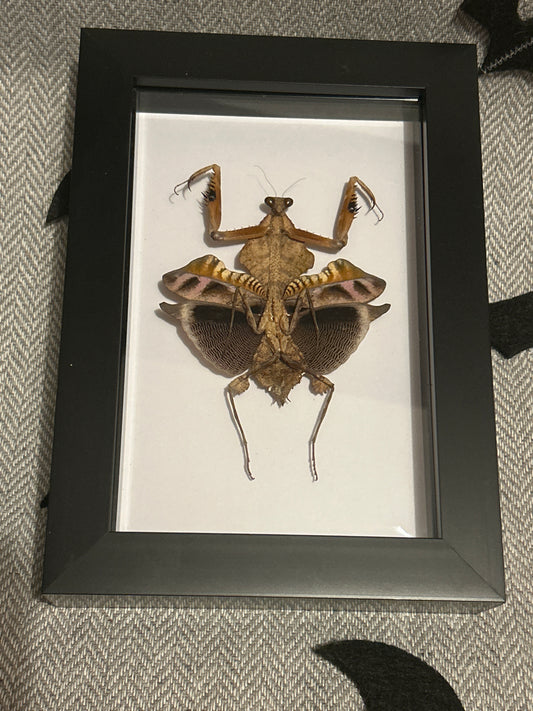 Deroplatys lobata Praying Mantis in a frame